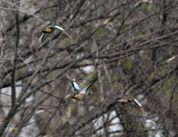 Blue winged Teal 0705